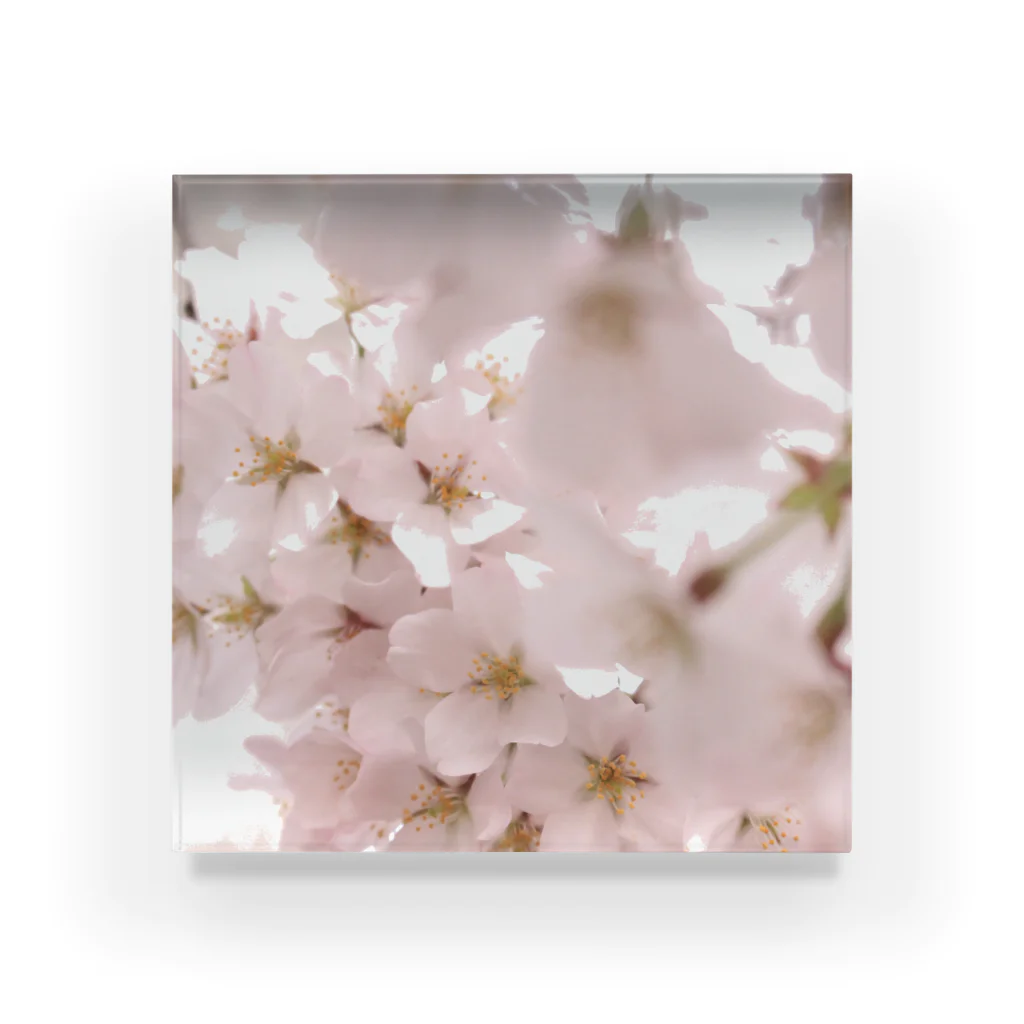 haruhiruhaの窓辺の景色（桜） Acrylic Block