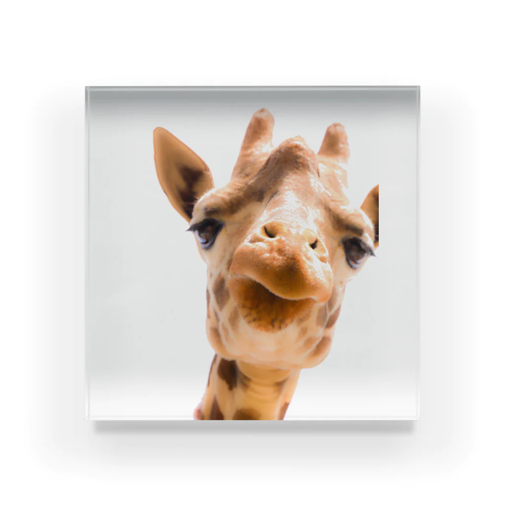 kamakiri3のGiraffe Acrylic Block