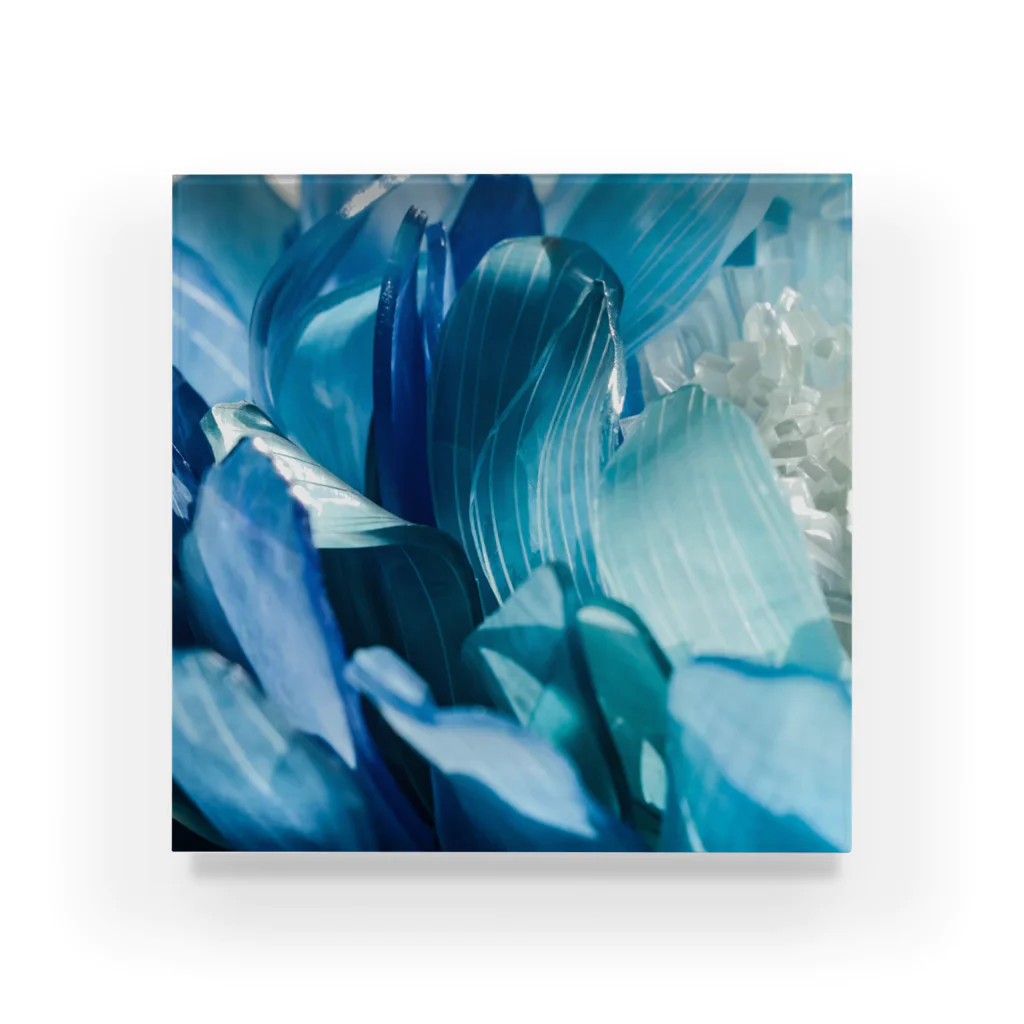 しばさおり jasmine mascotの青い花 Acrylic Block