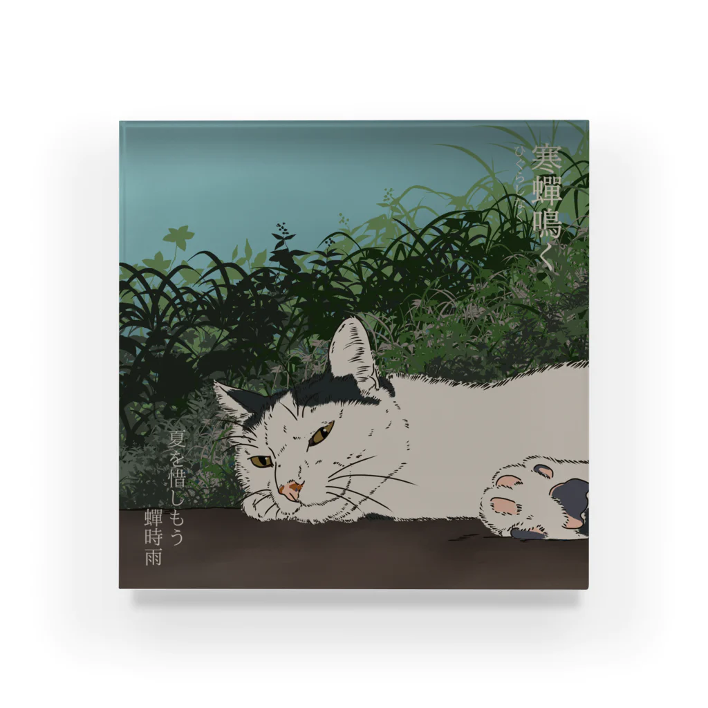 猪猫の寒蝉鳴く ヒグラシの声を聞くハチワレ猫 Acrylic Block