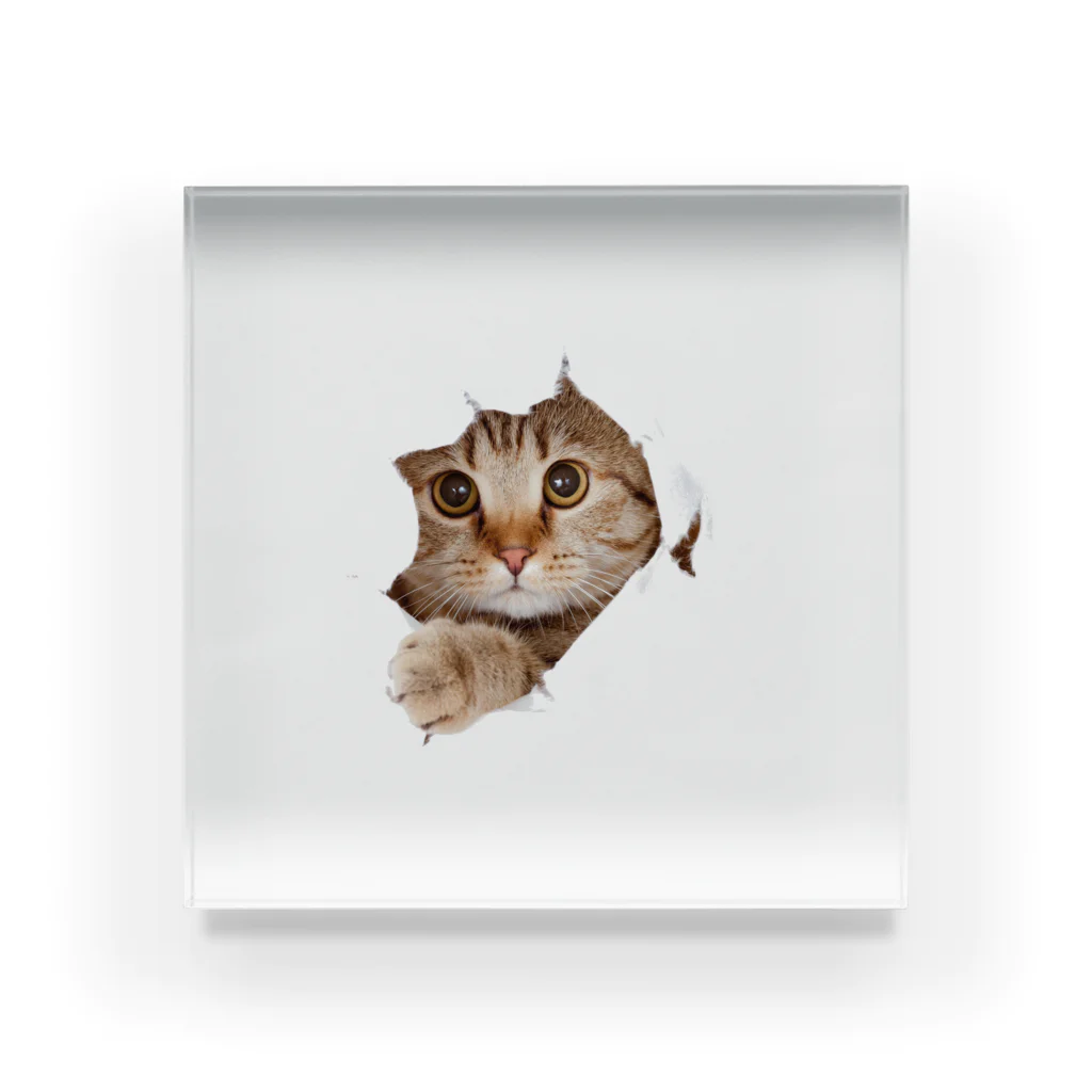 ただの猫好きのWhite Free Cute Funny Cat T-shirt Acrylic Block