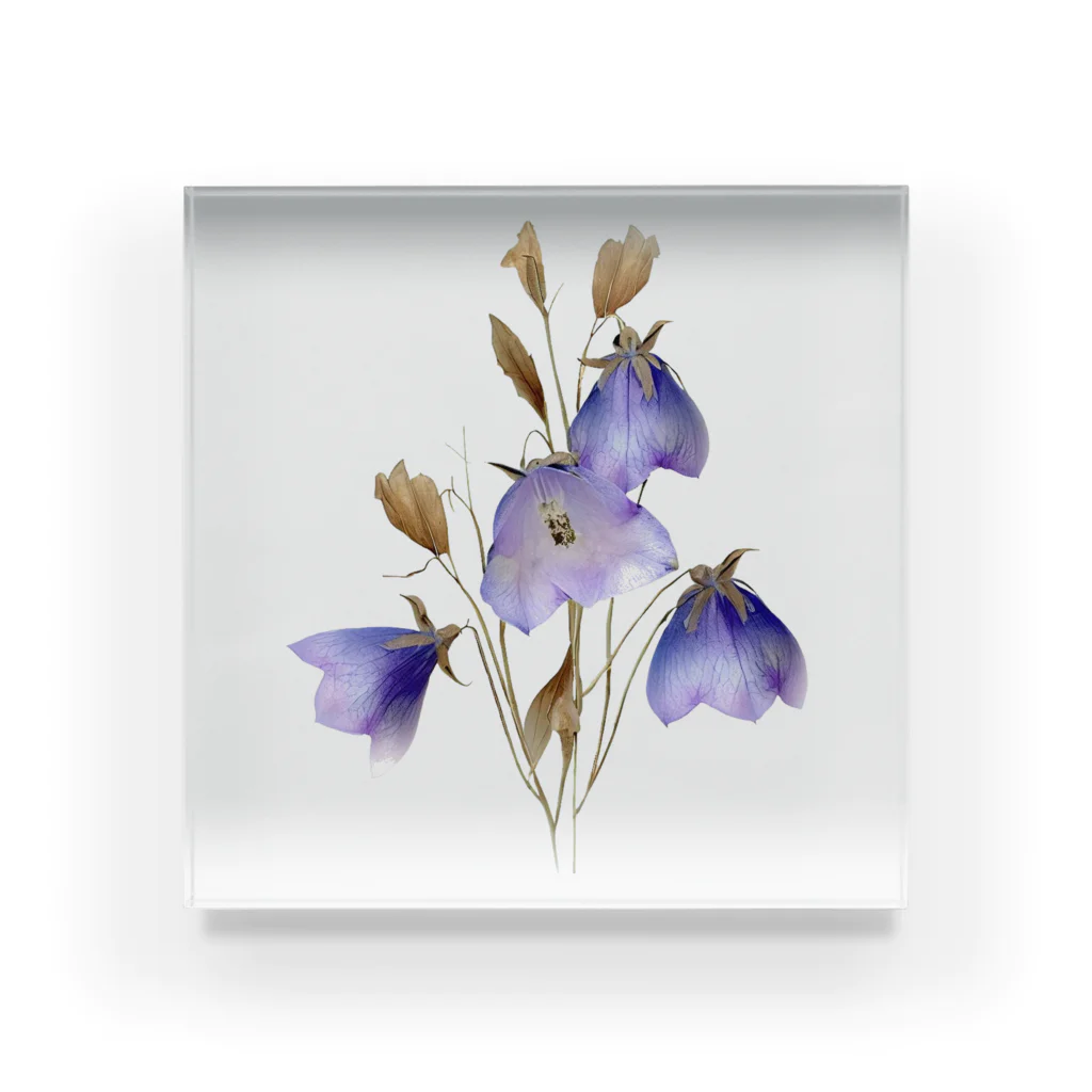 Atelier Petrichor Forestのキキョウ Chinese bellflower Acrylic Block