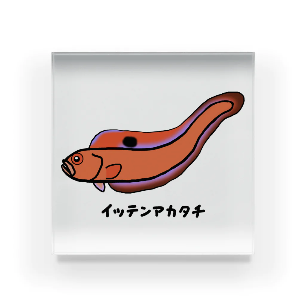 脂身通信Ｚの【魚シリーズ】イッテンアカタチ♪231103 Acrylic Block