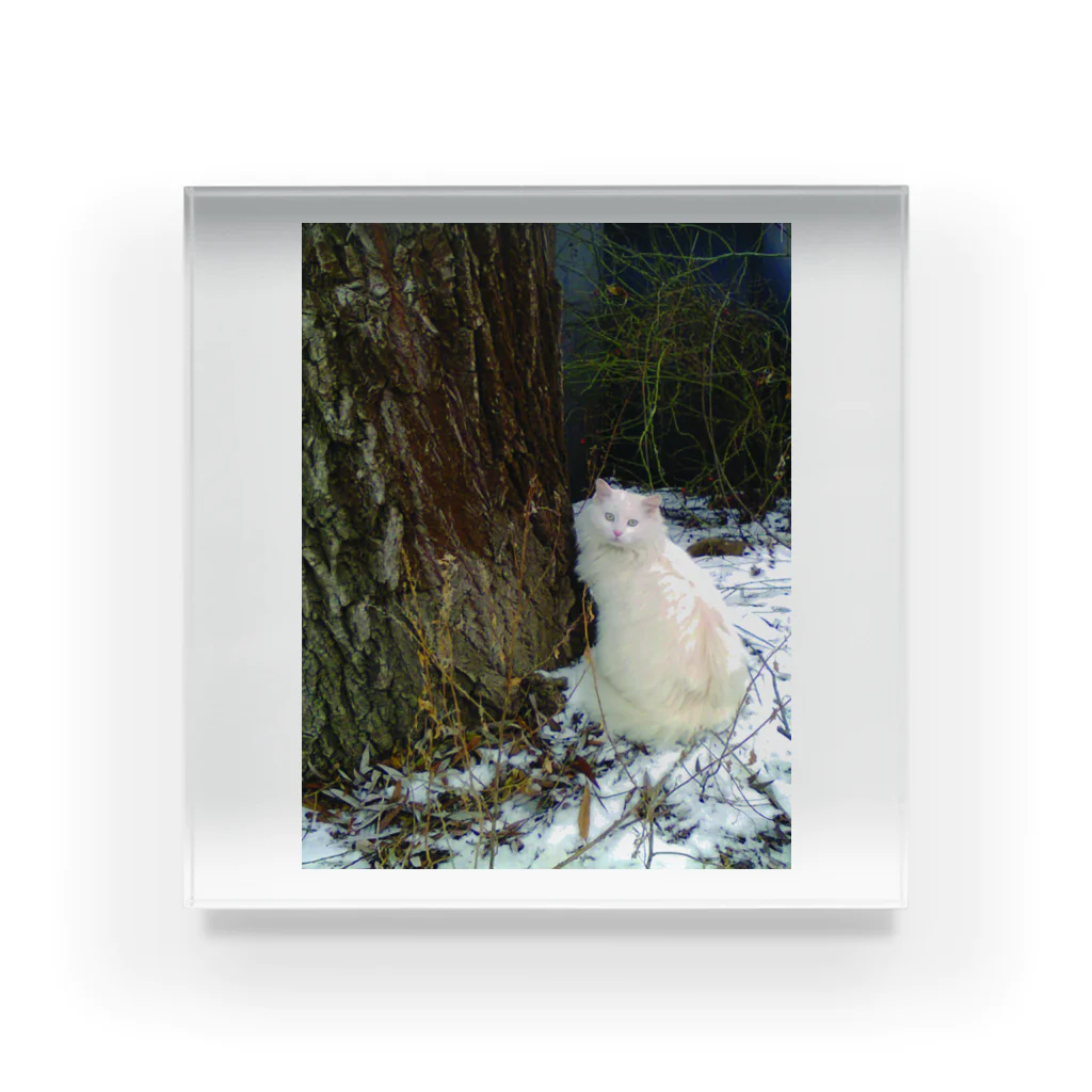 Rei MillerのWinter Cat Acrylic Block