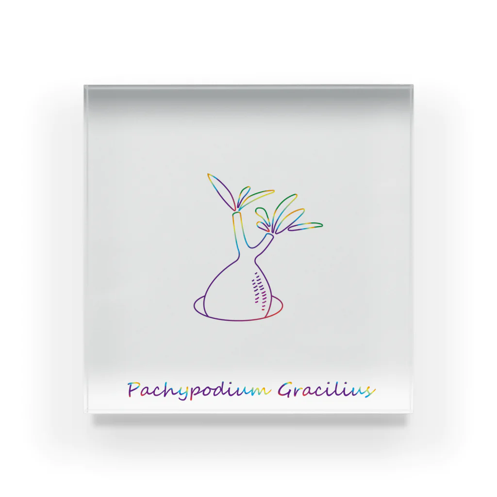 y_s_k_のPachypodium Gracilius Acrylic Block