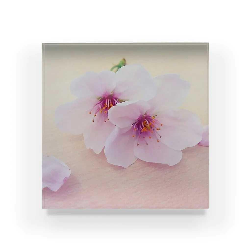 cherryblossomの桜(ピンク) アクリルブロック