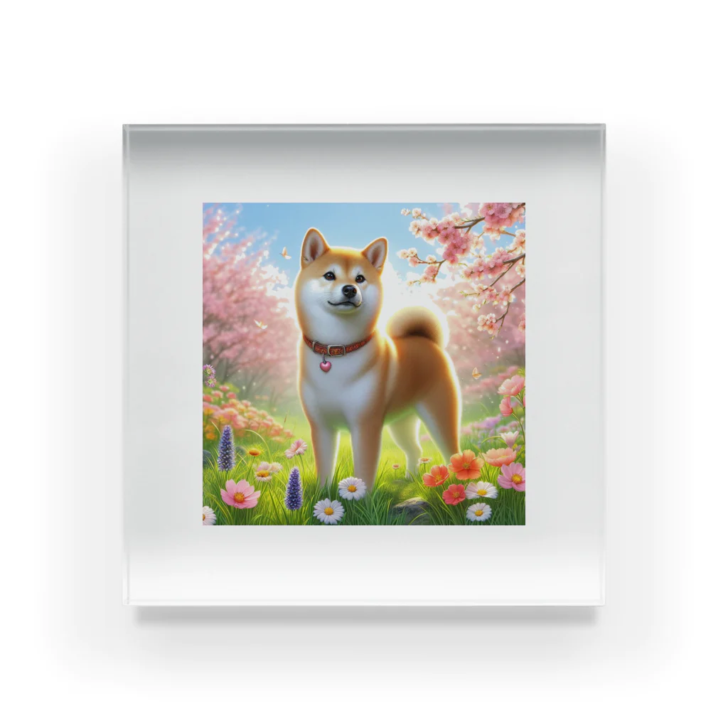 ANTARESの春の柴犬の冒険 Acrylic Block
