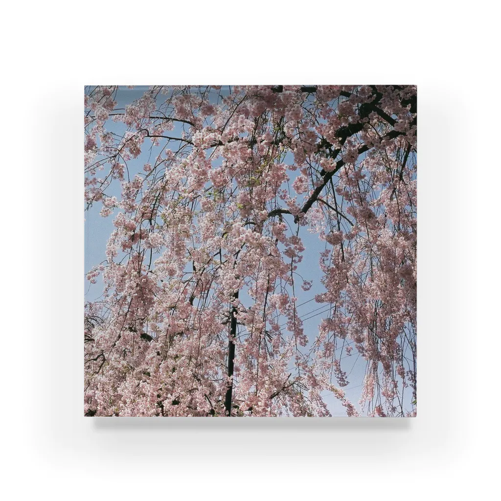 多治見健哉の桜の雨 Acrylic Block