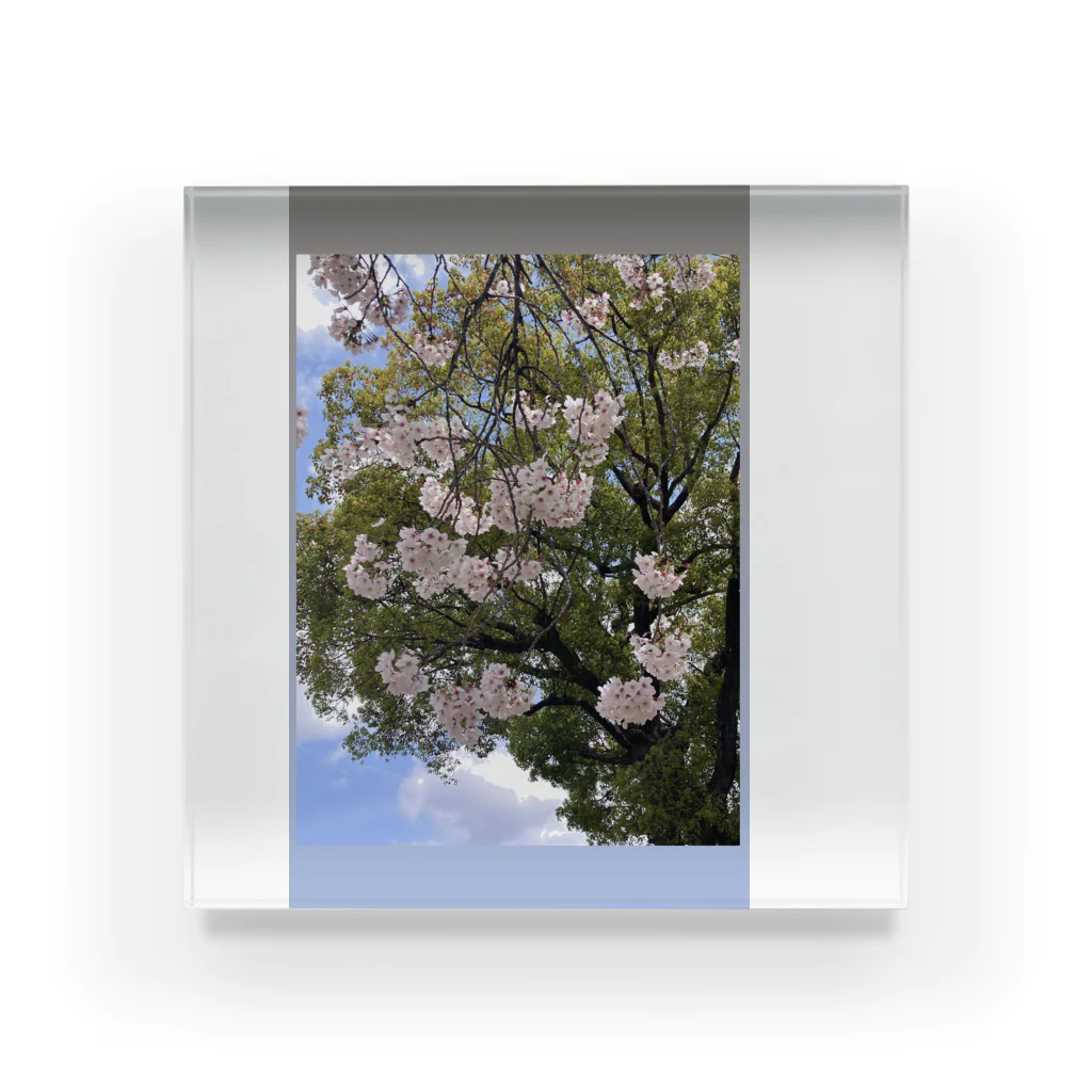 kazucchi shopの桜 Acrylic Block