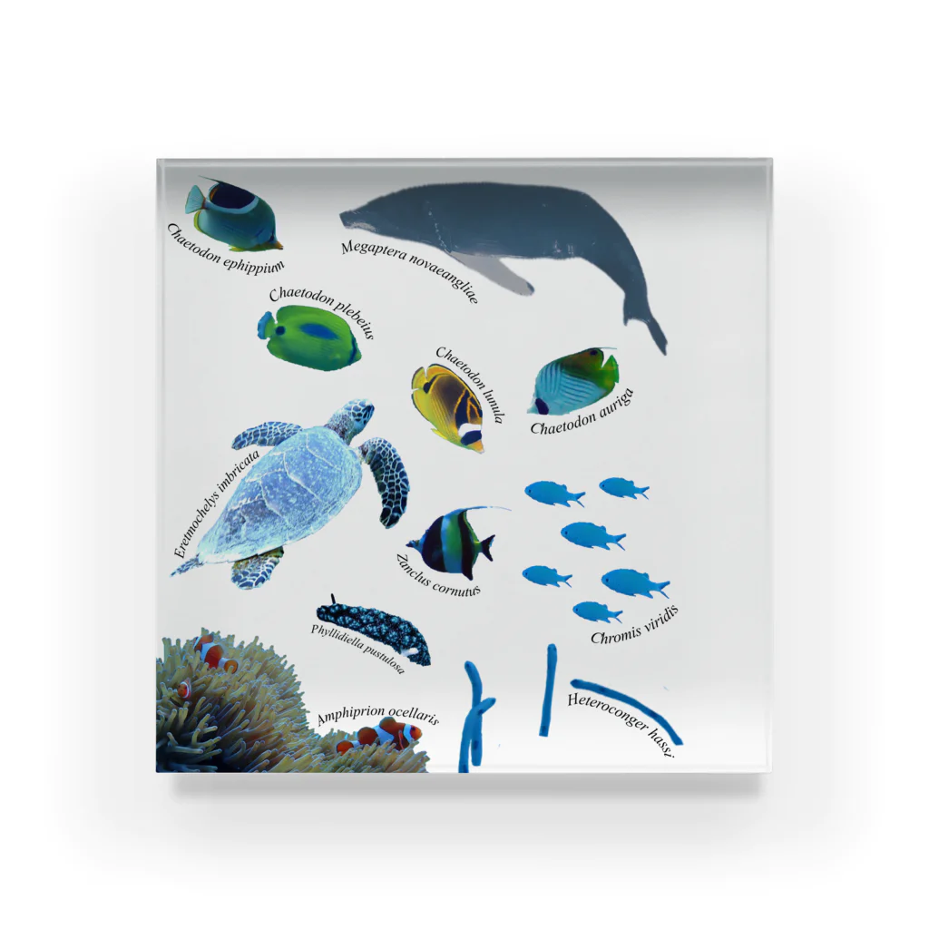 L_arctoaの沖縄の海の生き物 Acrylic Block