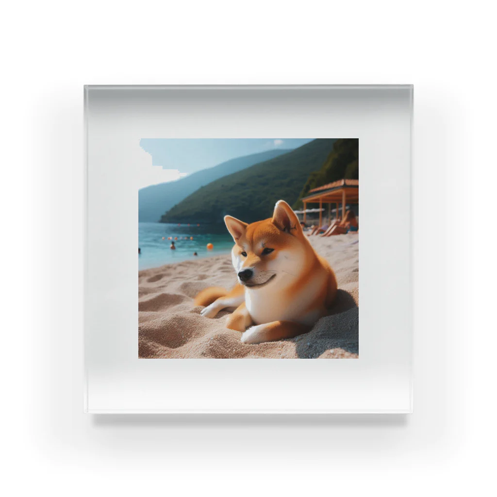 柴犬しばわんこhana873の海でまったりしている柴犬さん Acrylic Block