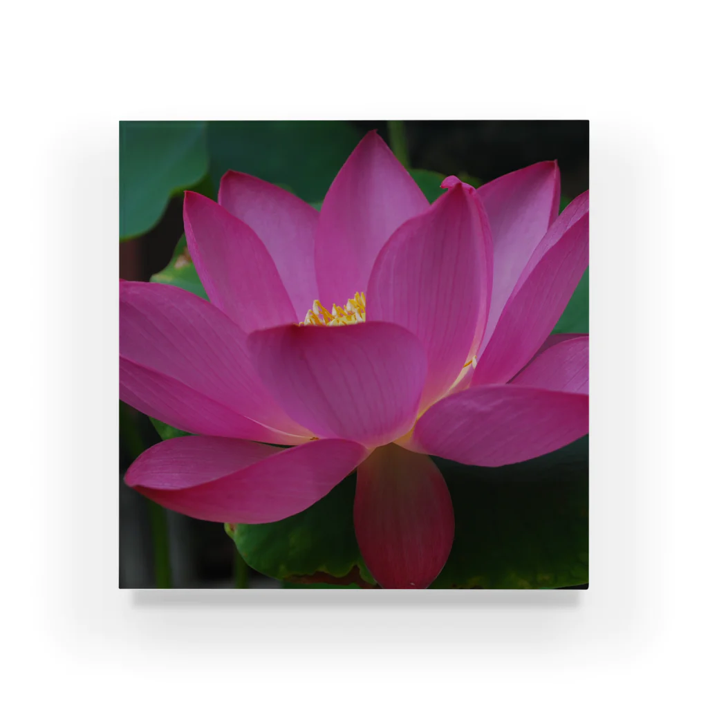 つぶつぶとのlotus（pink） Acrylic Block