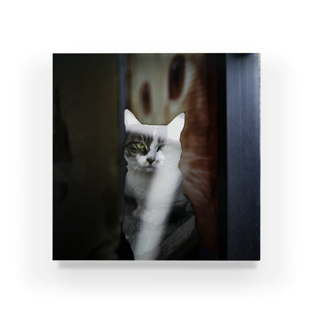 ねこ写真のみせの正面からみたねこ Acrylic Block