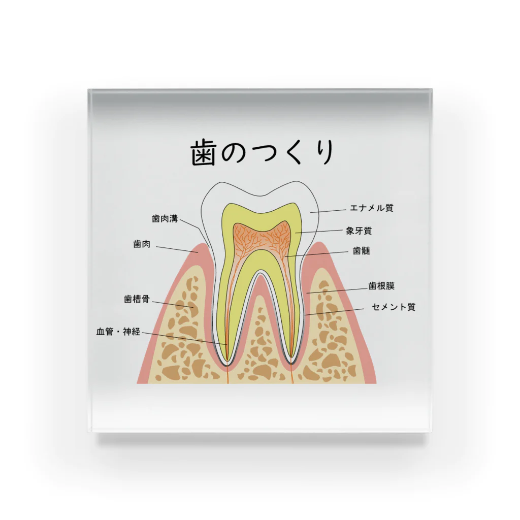 miu8080の歯のつくり アクリルブロック