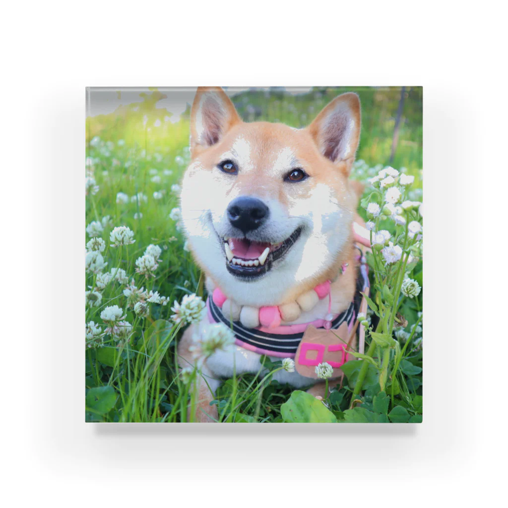 shibainu_rocoの柴犬ロコ アクリルブロック