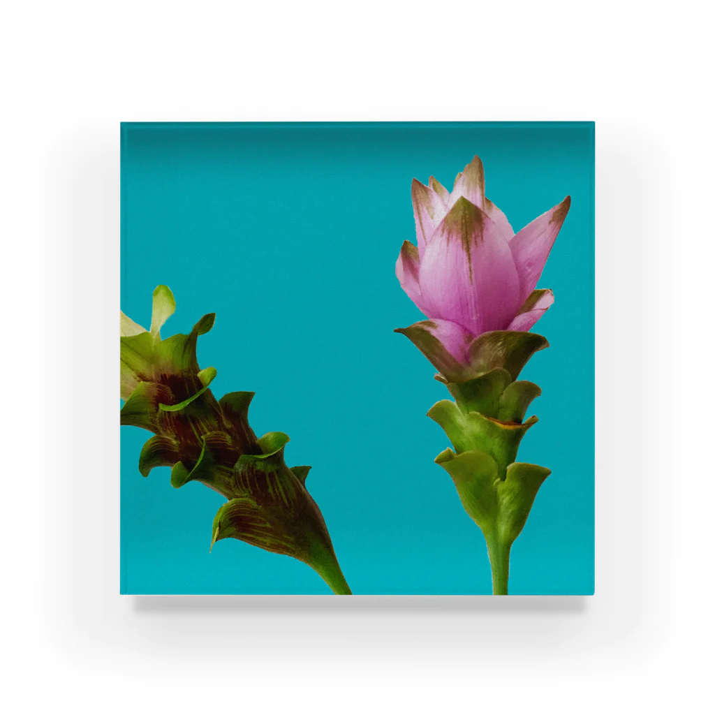 CALAKUEN(SOIL)のCurcuma alismatifolia - blue アクリルブロック