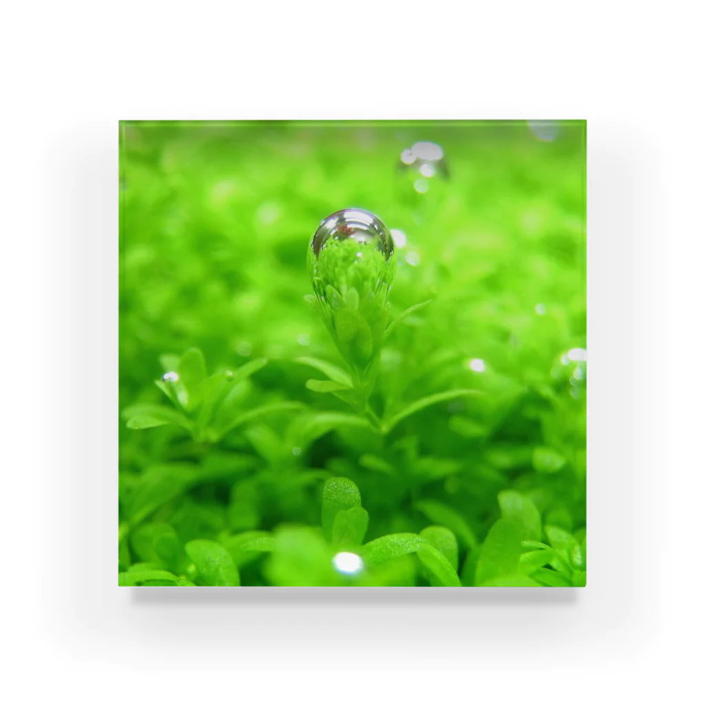Otocinの水草『キューバパールグラス』 アクリルブロック