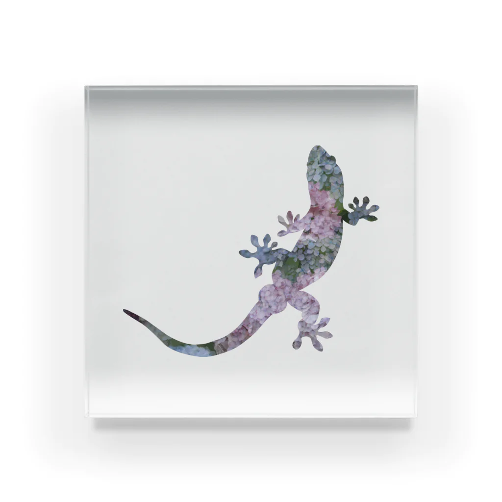 りっちゃん🦖のニホンヤモリ×紫陽花 Acrylic Block