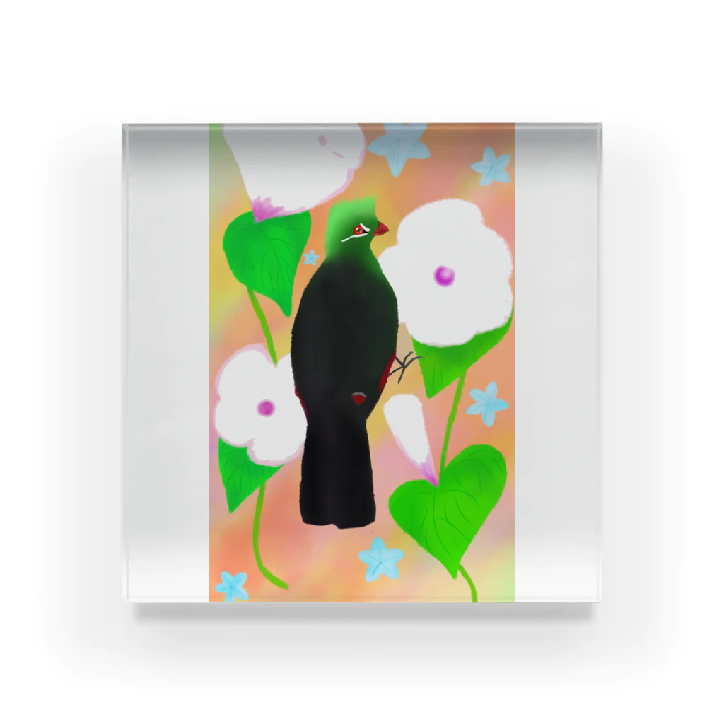 Lily bird（リリーバード）の見返り美鳥（ギニアエボシドリ）カラフル背景① アクリルブロック