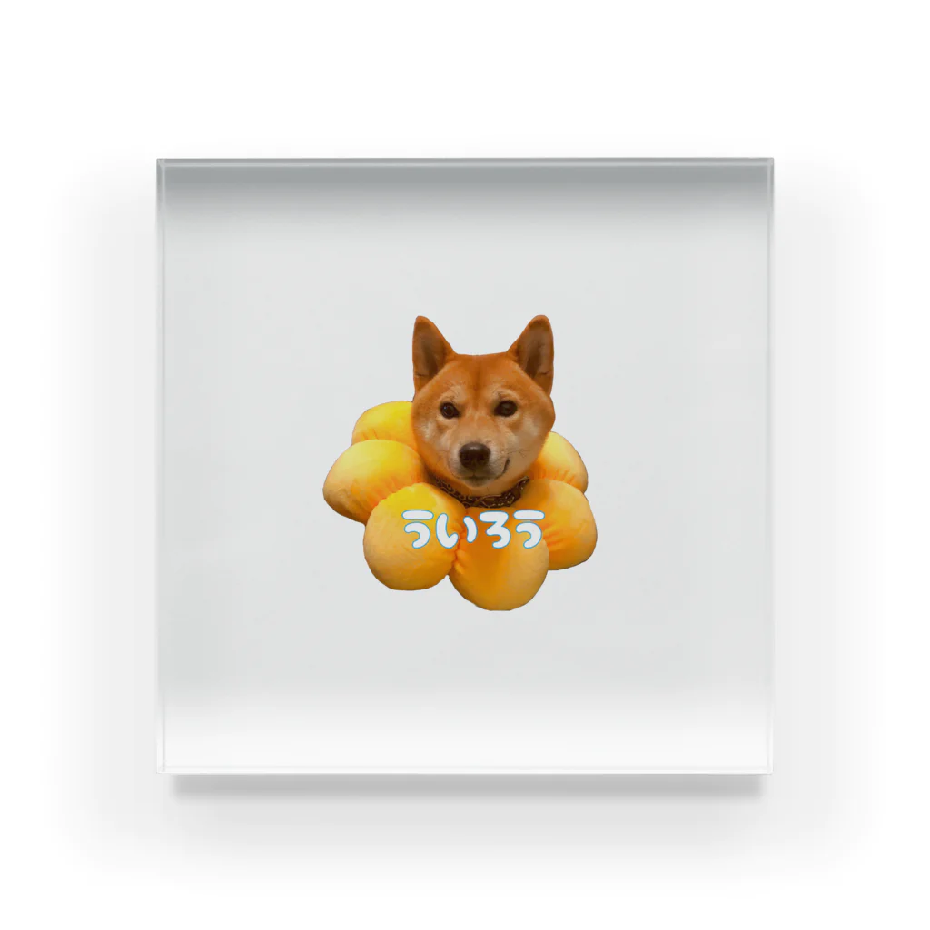 xxxxの柴犬のういろう Acrylic Block