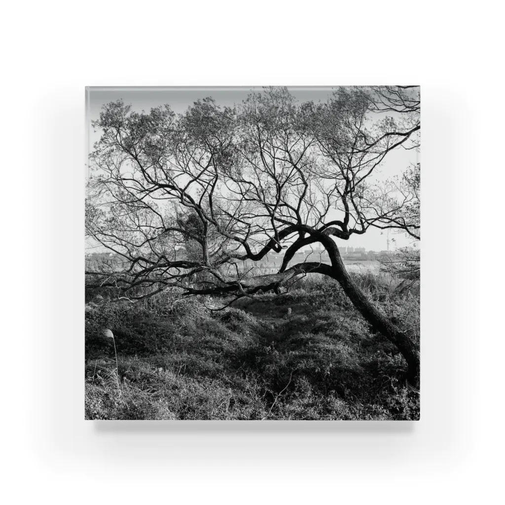 moriyamaのtree Acrylic Block