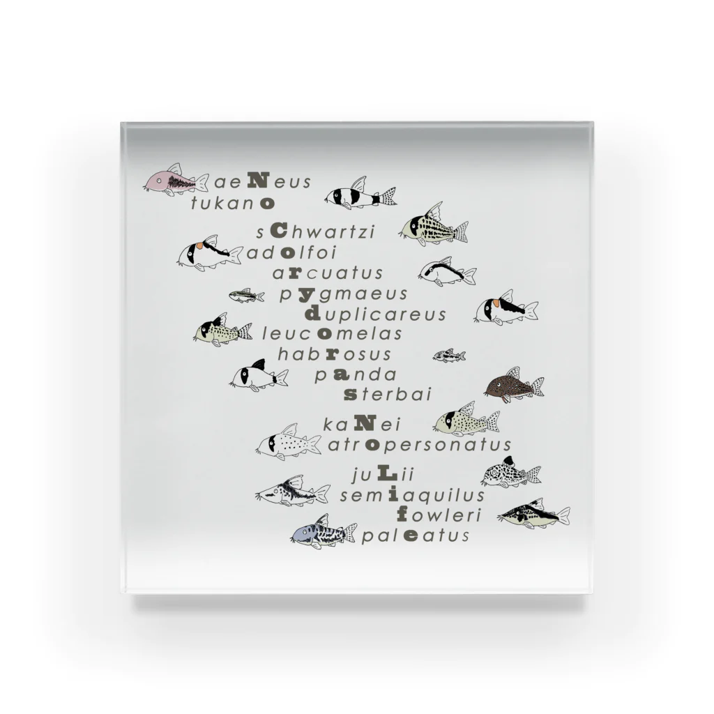 ぺんぎん丸のNo Corydoras No Life Acrylic Block