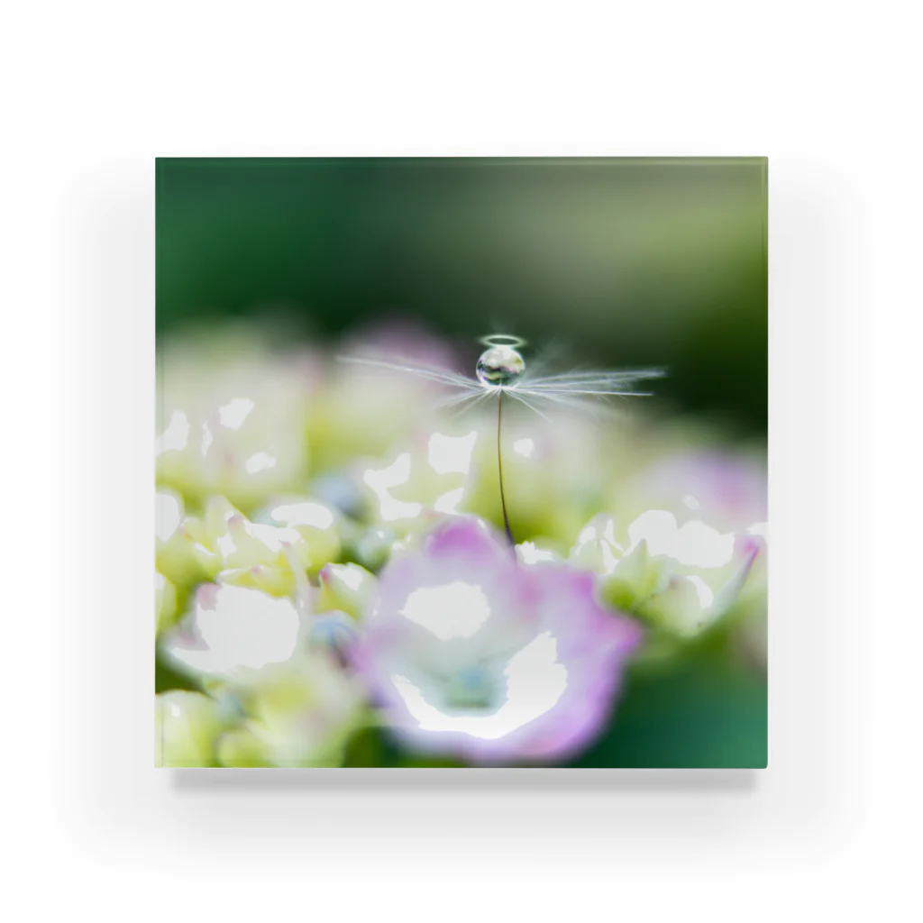 PhotoAtelier Aileのangel of hydrangea 170603 Acrylic Block