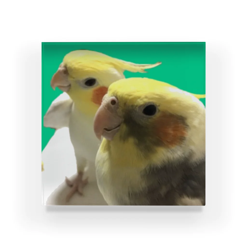 もんも09🐥🐥のオカメインコのかおるくんとひびきくん アクリルブロック