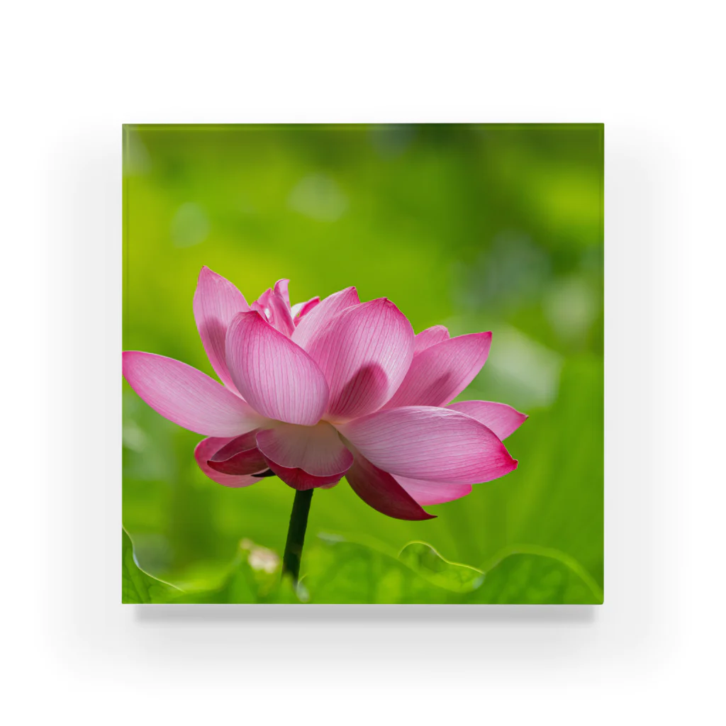 Takashi MUKAIのBlock-Photo-Lotus01 Acrylic Block