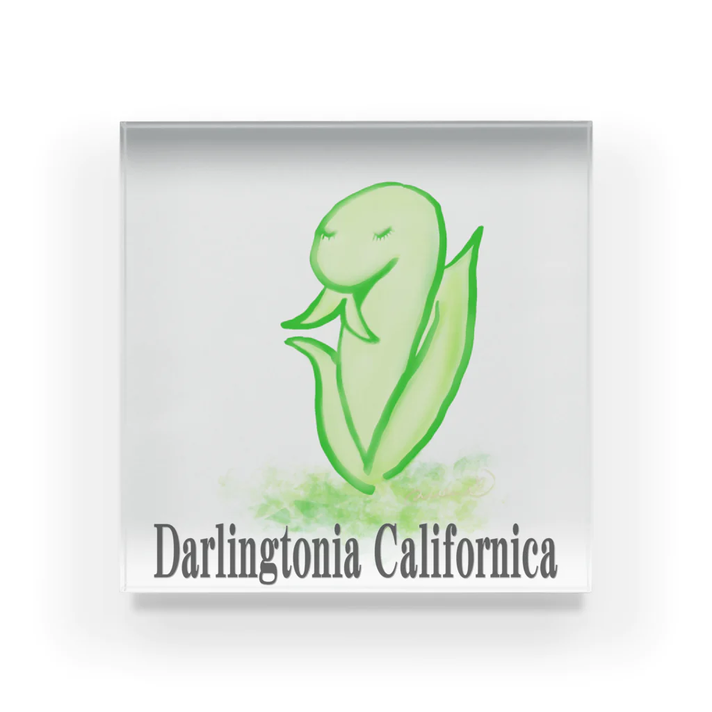 天使のやすらぎのDarlingtonia Californica アクリルブロック