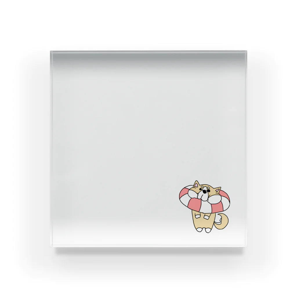 nicoroのヘタレ柴犬〜うきわ〜 Acrylic Block