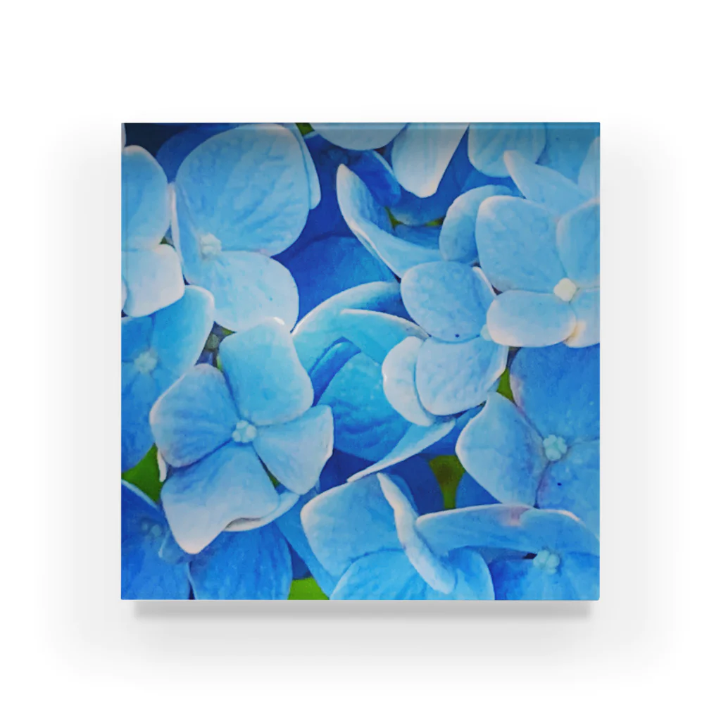 nyonyum☻の紫陽花 Acrylic Block