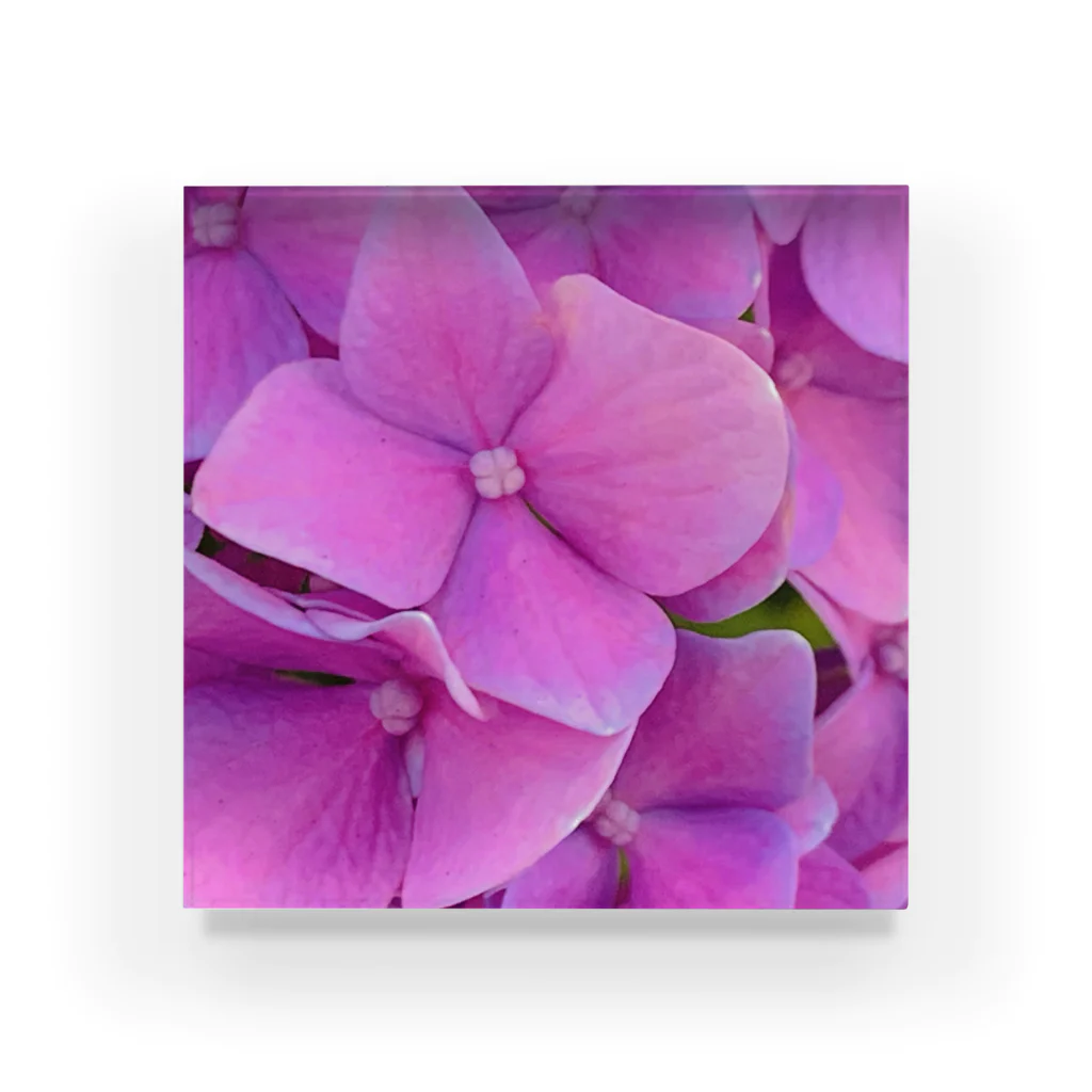 nyonyum☻の紫陽花。 アクリルブロック