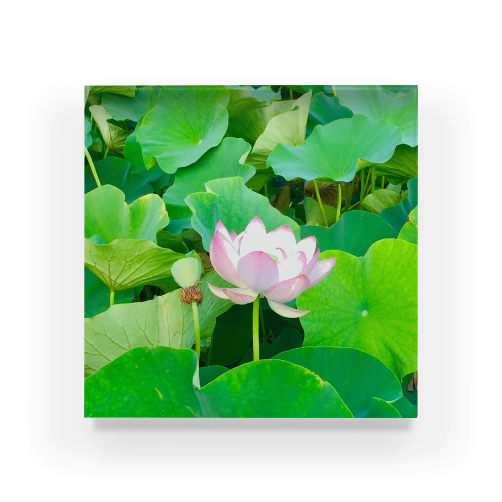 kotyae★roomの蓮の花 Acrylic Block