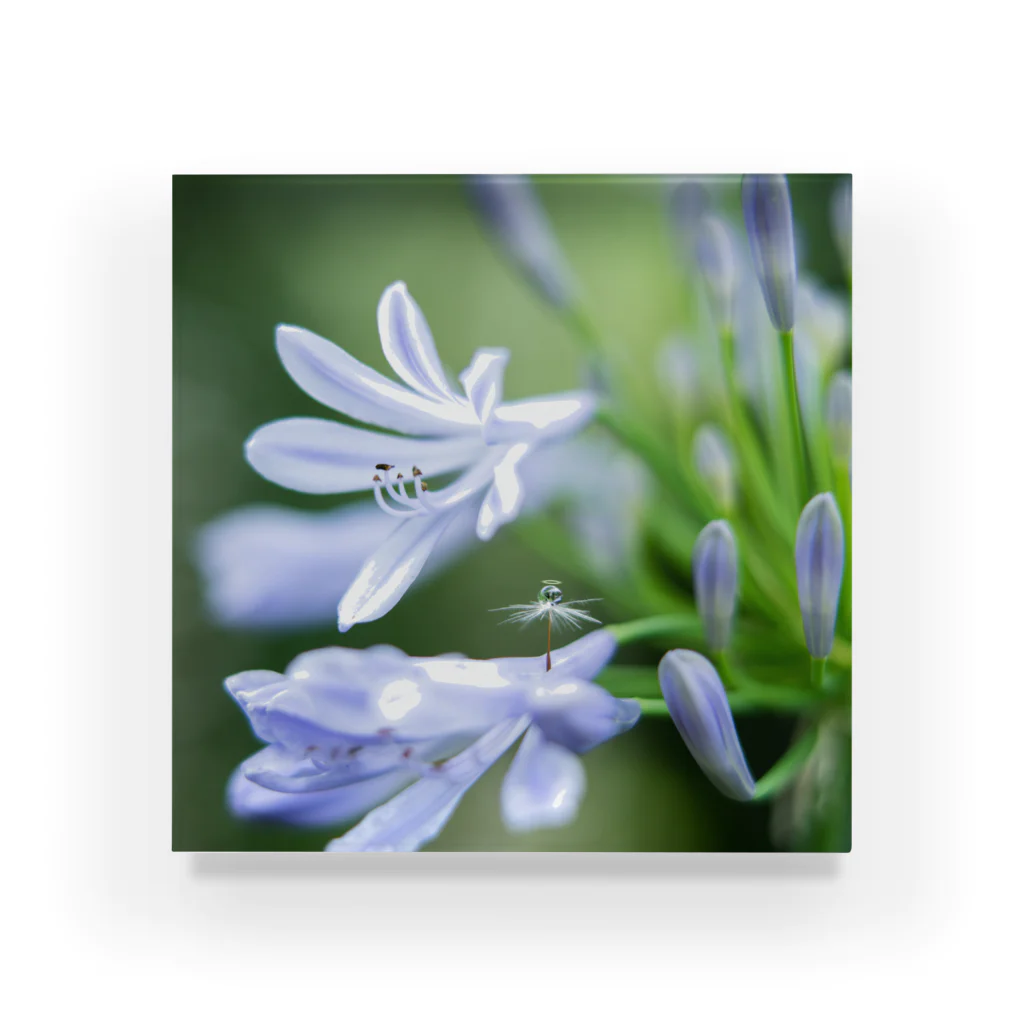 PhotoAtelier AileのAngel of Agapanthus 170702 アクリルブロック