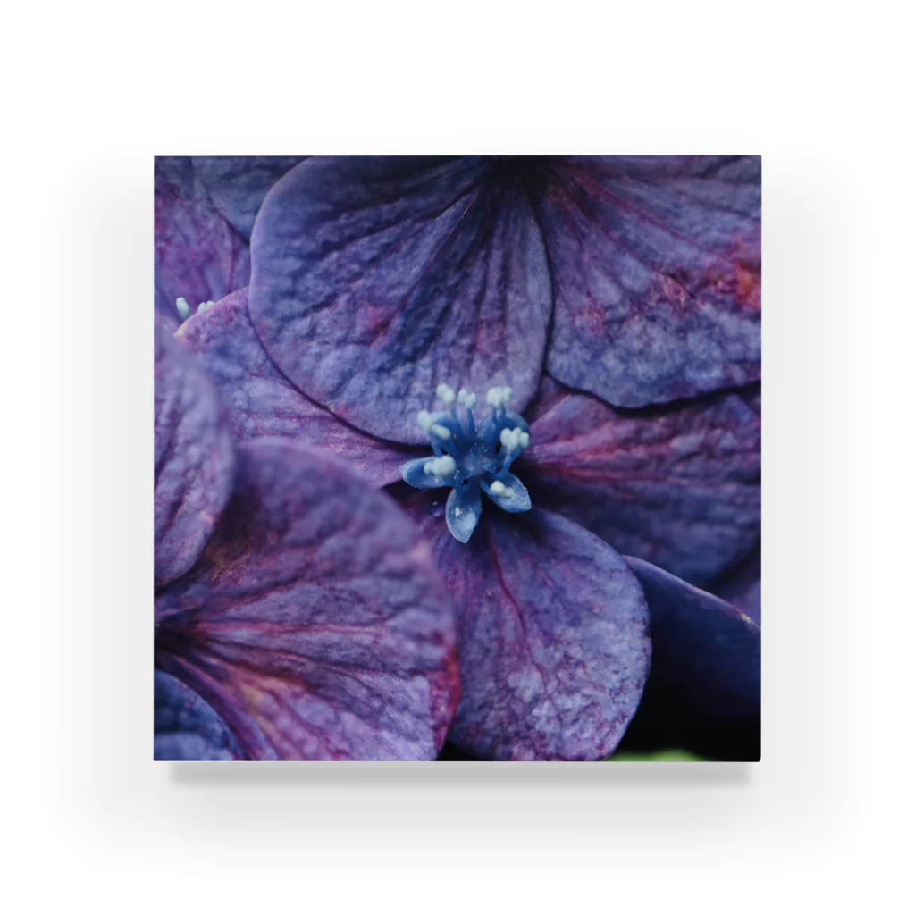 8l0の紫陽花　紫 Acrylic Block