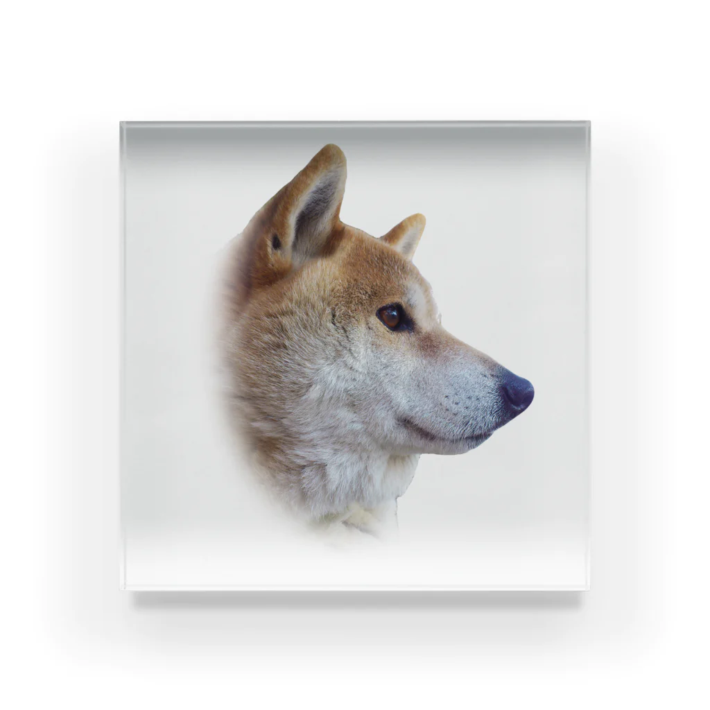 愛犬太郎のグッズの太郎の横顔【柴犬】 Acrylic Block