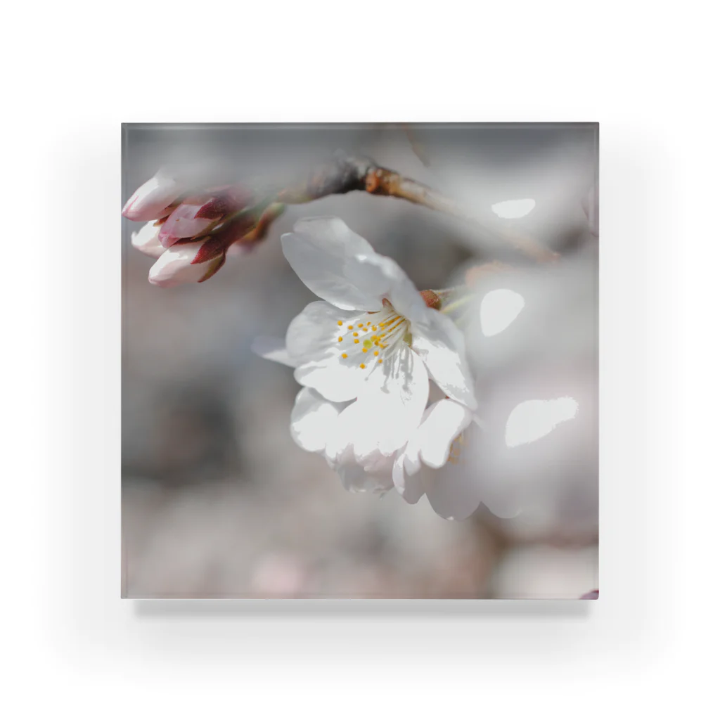 さゆの桜 Acrylic Block