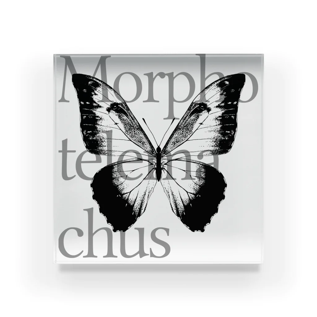 NEROのMorpho telemachus アクリルブロック