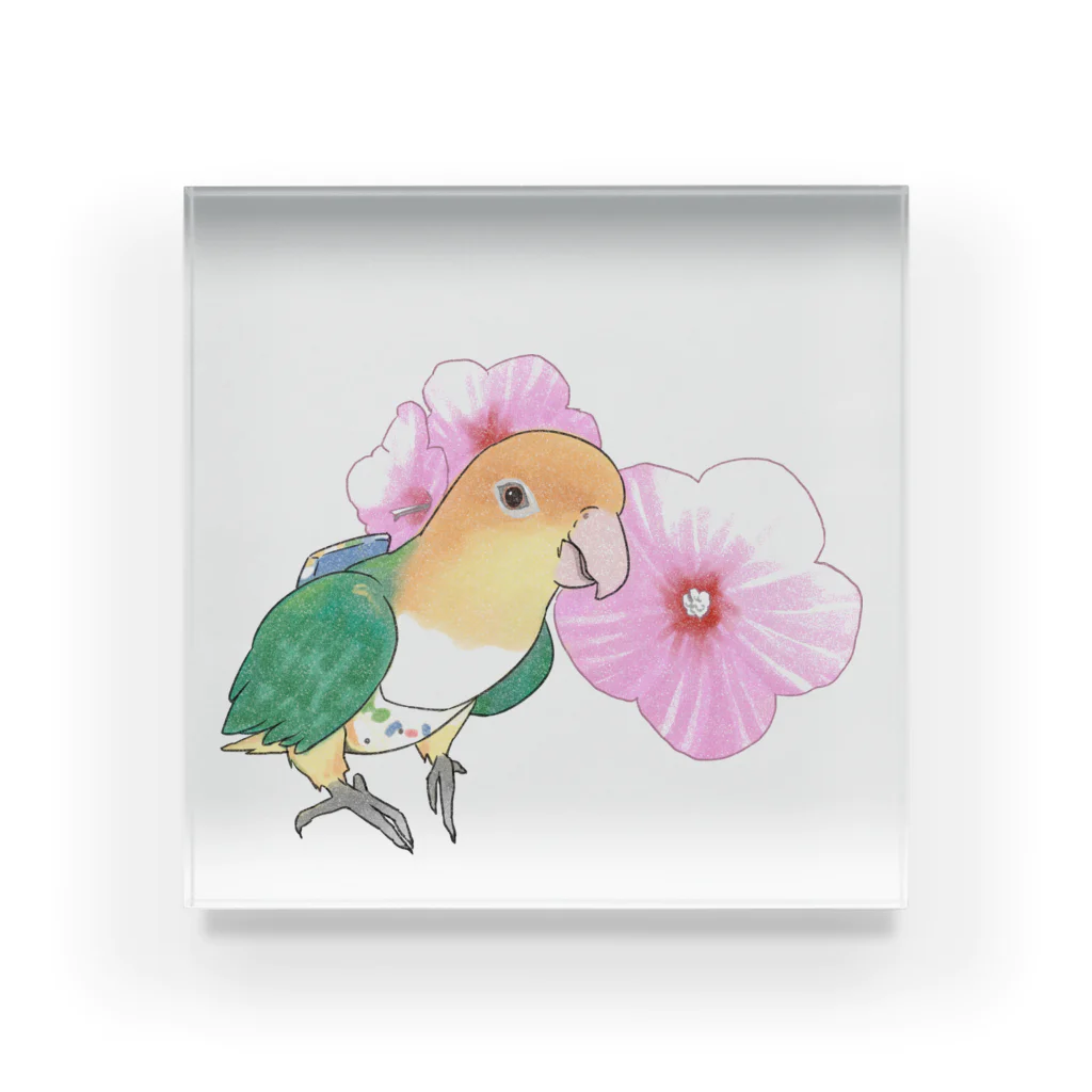 まめるりはことりのお花とシロハラインコちゃん【まめるりはことり】 Acrylic Block