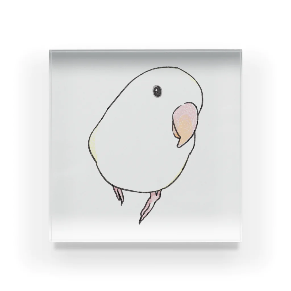 まめるりはことりのコザクラインコ　バイオレットパイドちゃん【まめるりはことり】 Acrylic Block