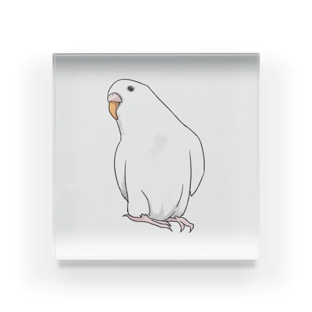 まめるりはことりのアルビノセキセイインコちゃん【まめるりはことり】 Acrylic Block