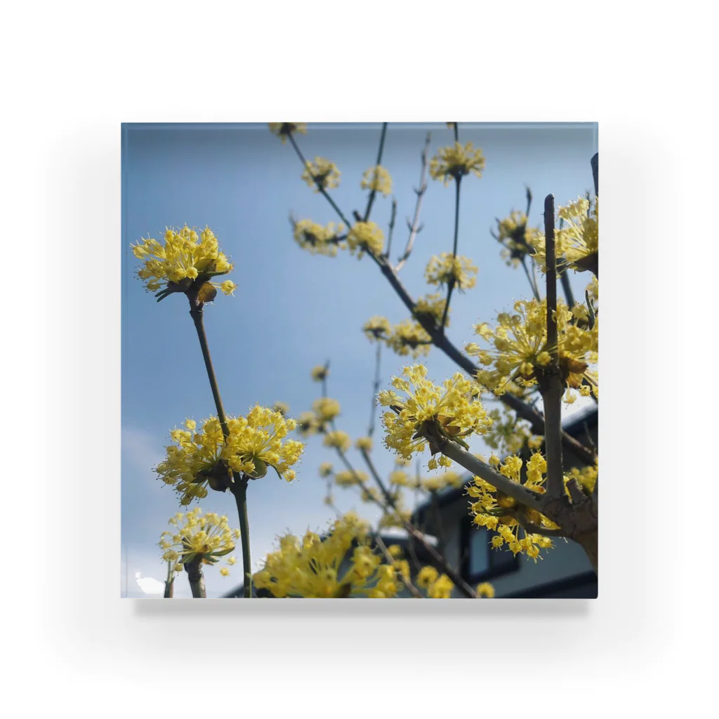 namaste99の黄色い花 Acrylic Block