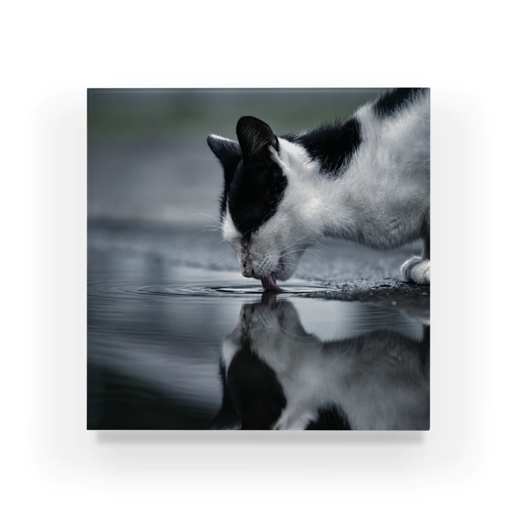 よっしー＠銀板倶楽部の水飲み猫アクリルブロック アクリルブロック
