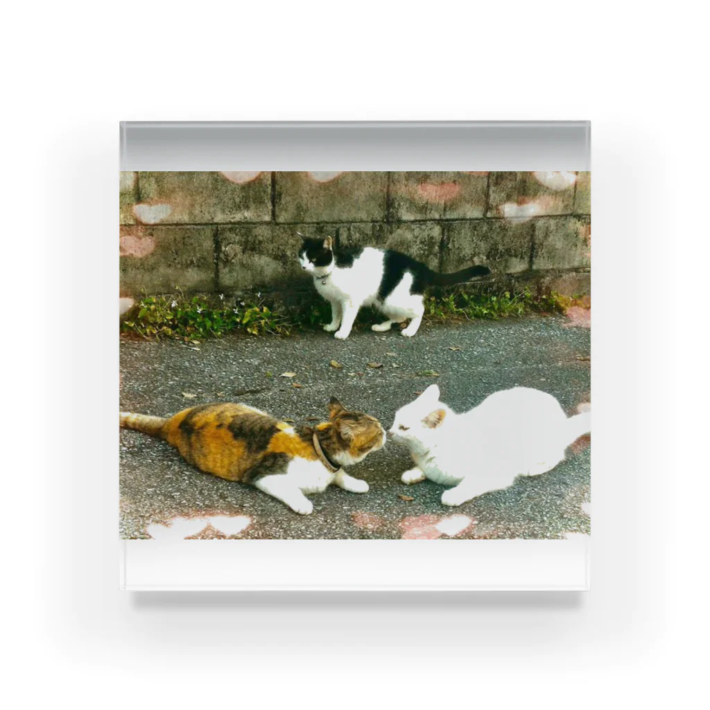 猫しゃちょうのミッチェル一家のニャンコ達in沖縄 Acrylic Block