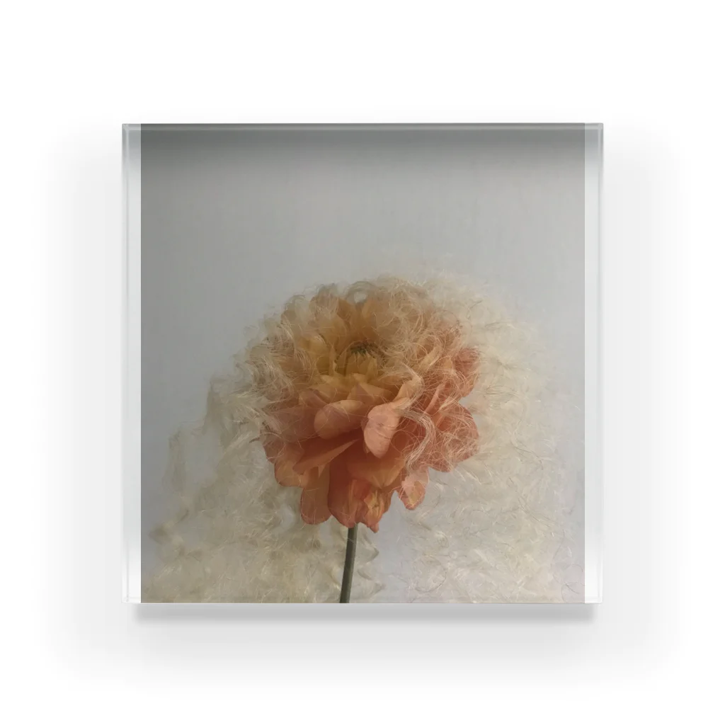 クワモト カツヒコのブロンドヘアの花 Acrylic Block