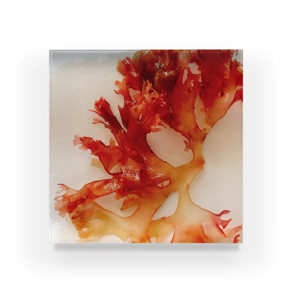 aki🧜‍♀️kia ＊人魚のトランクのpink seaweed Acrylic Block