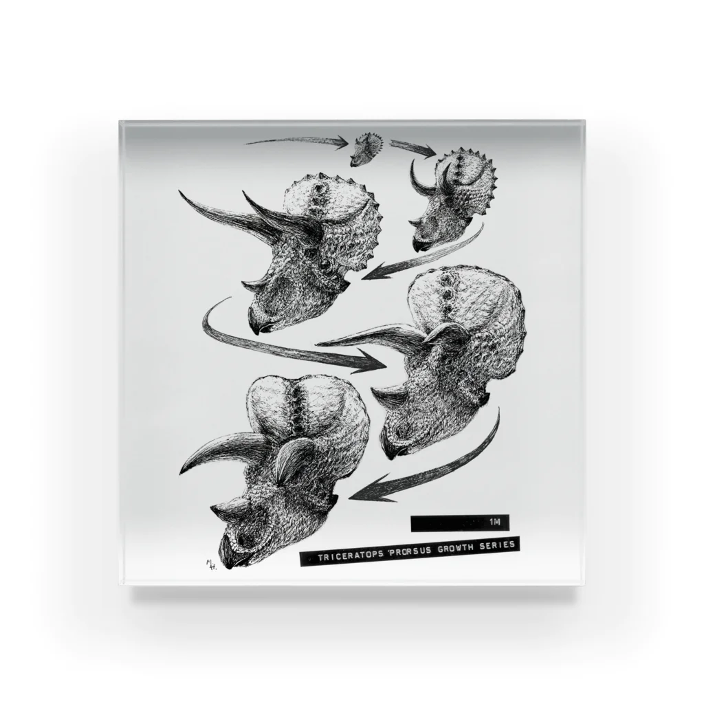 segasworksのTriceratops prorsus growth series Acrylic Block