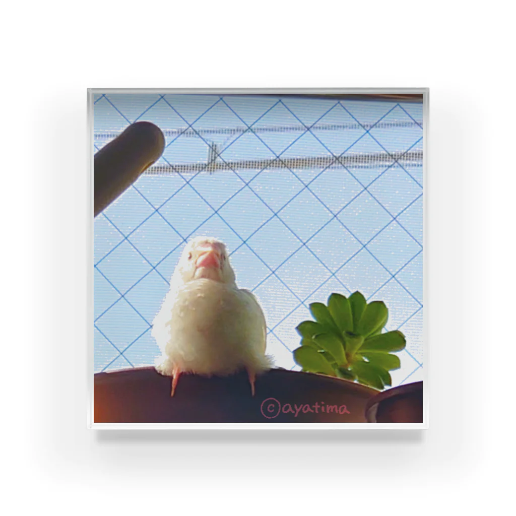 松砂丸商店の白文鳥のチマフミ Acrylic Block