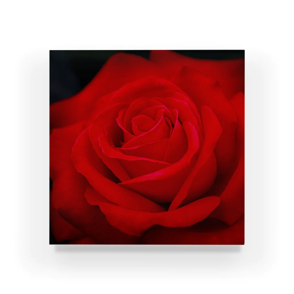 Takashi MUKAIのBlock-Photo-Rose02 Acrylic Block